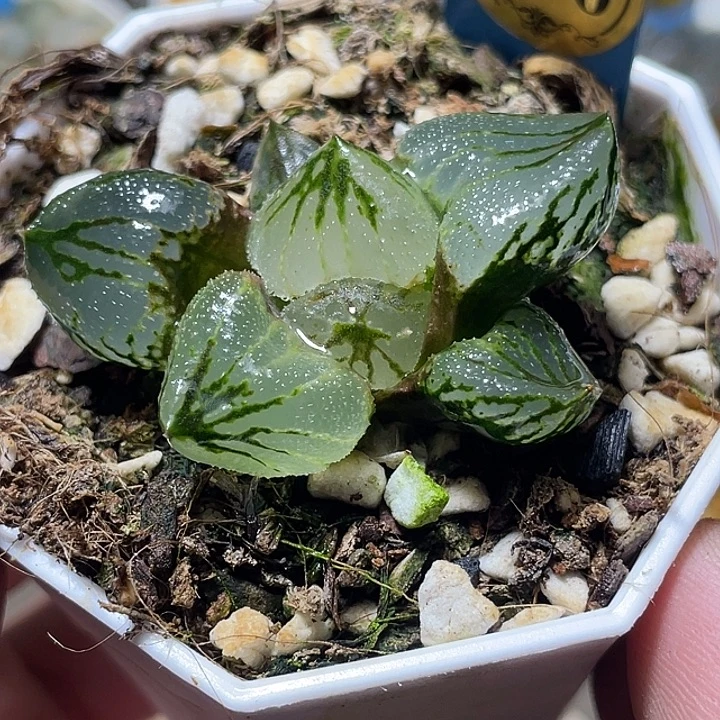 556虞姬特选福利一物