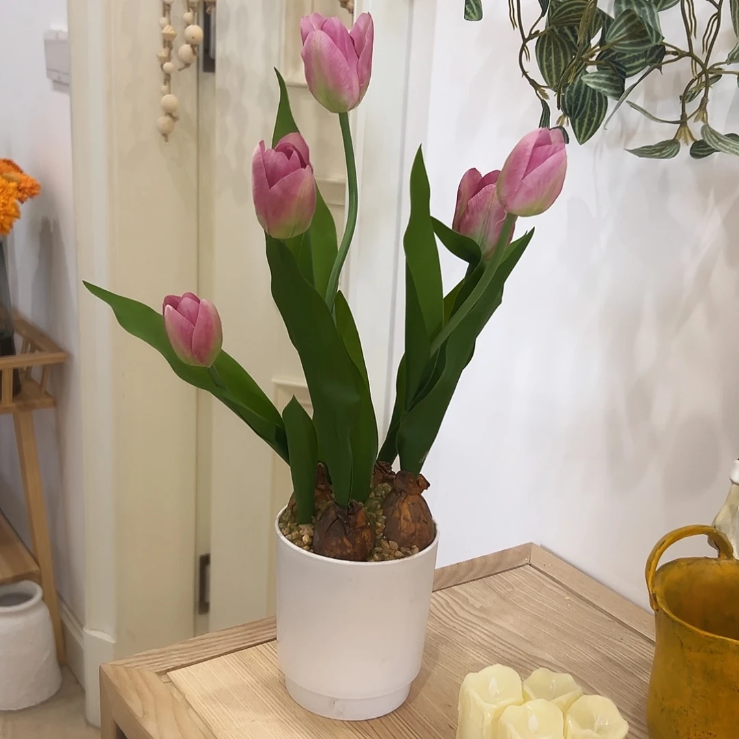 抖音直播郁金香盆栽