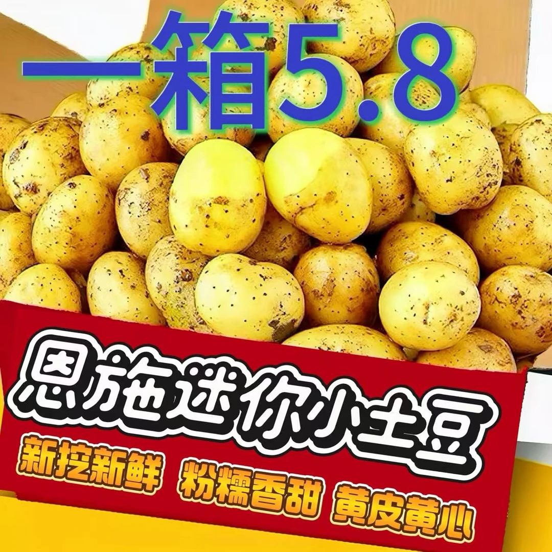 2025新鲜恩施黄心小土豆高山小土豆迷你小土豆农家种植大洋芋直播