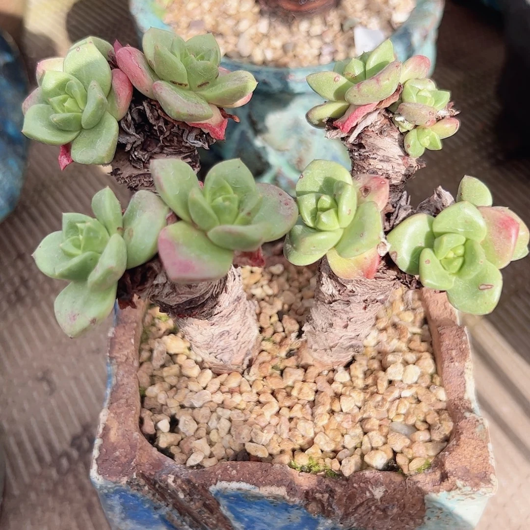 3392青岗苹果叶仙女杯