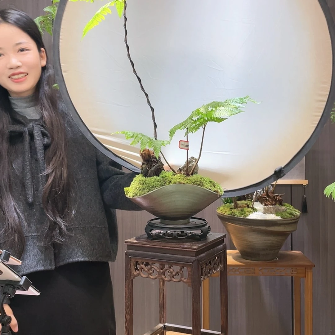 【闪购商品】丄***、蕨