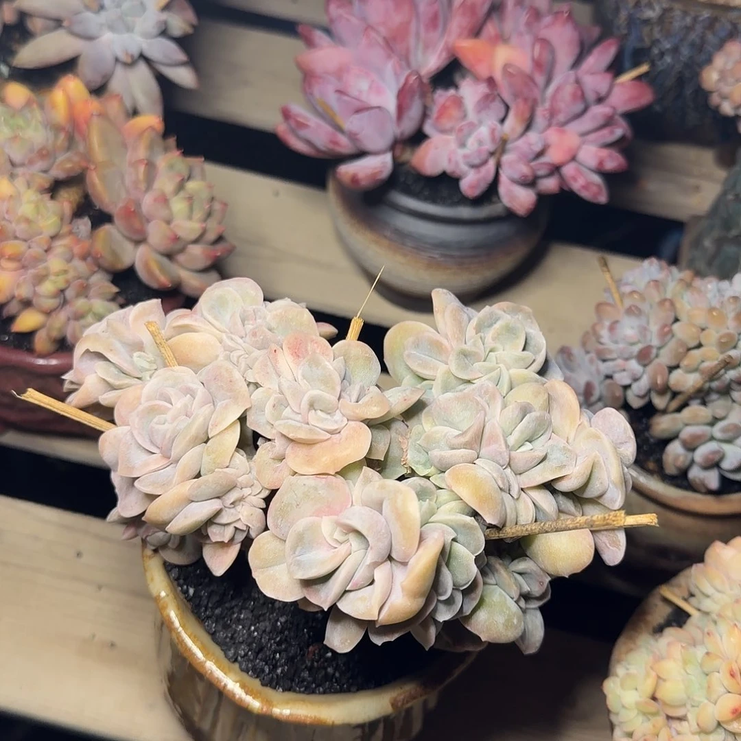 可爱玫瑰缀一物一拍