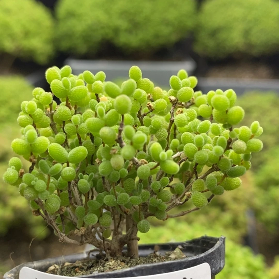 蜜橘糖球7301枝干番杏