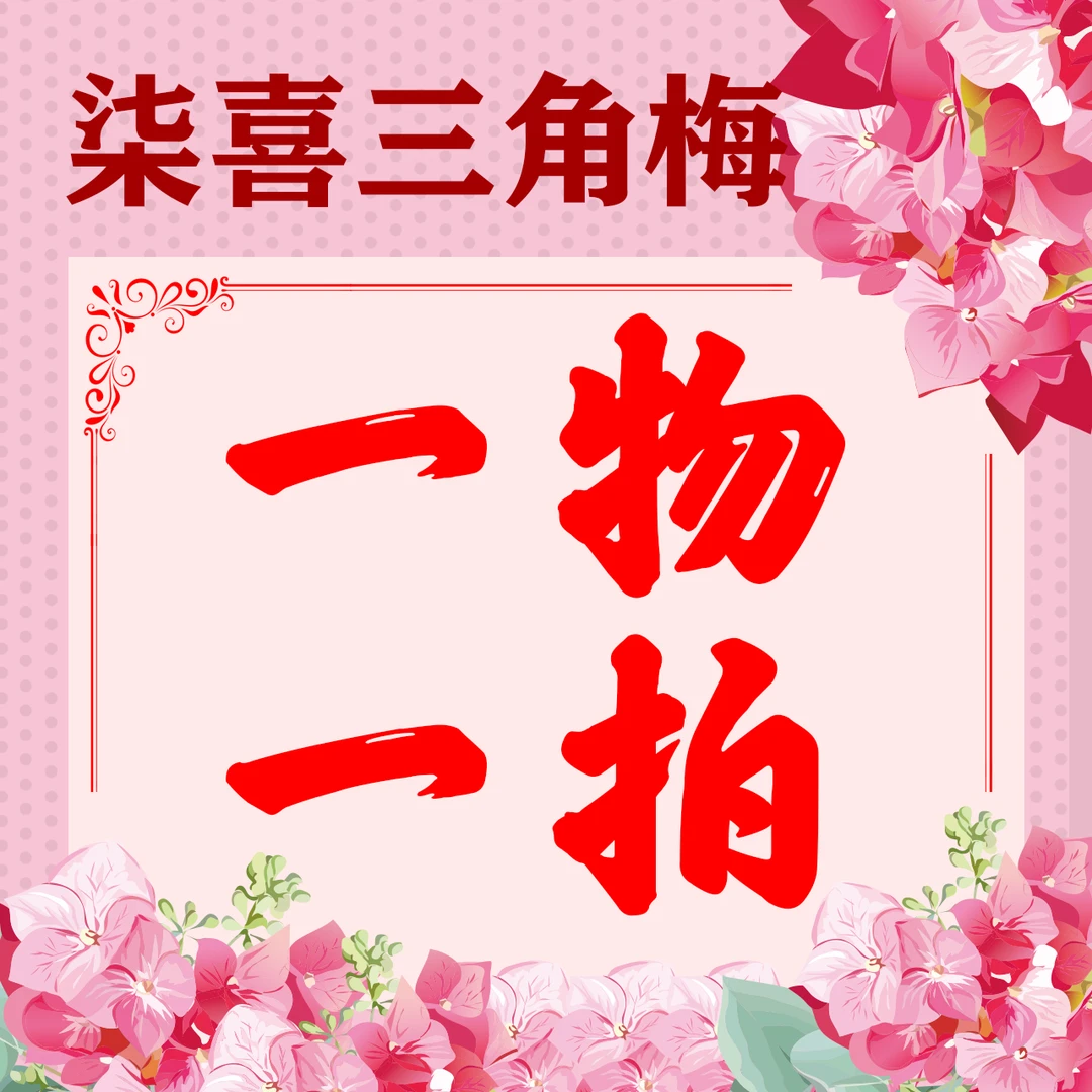 三角梅一物一拍原盆原土发货