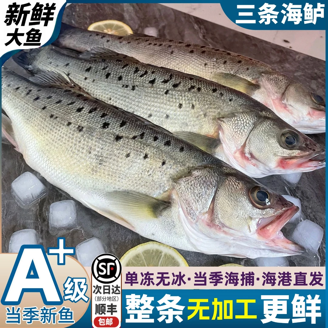 顺丰冷链【3-4条大海鲈】1斤/条海鲈鱼整条鲜冻深海鱼七星水产