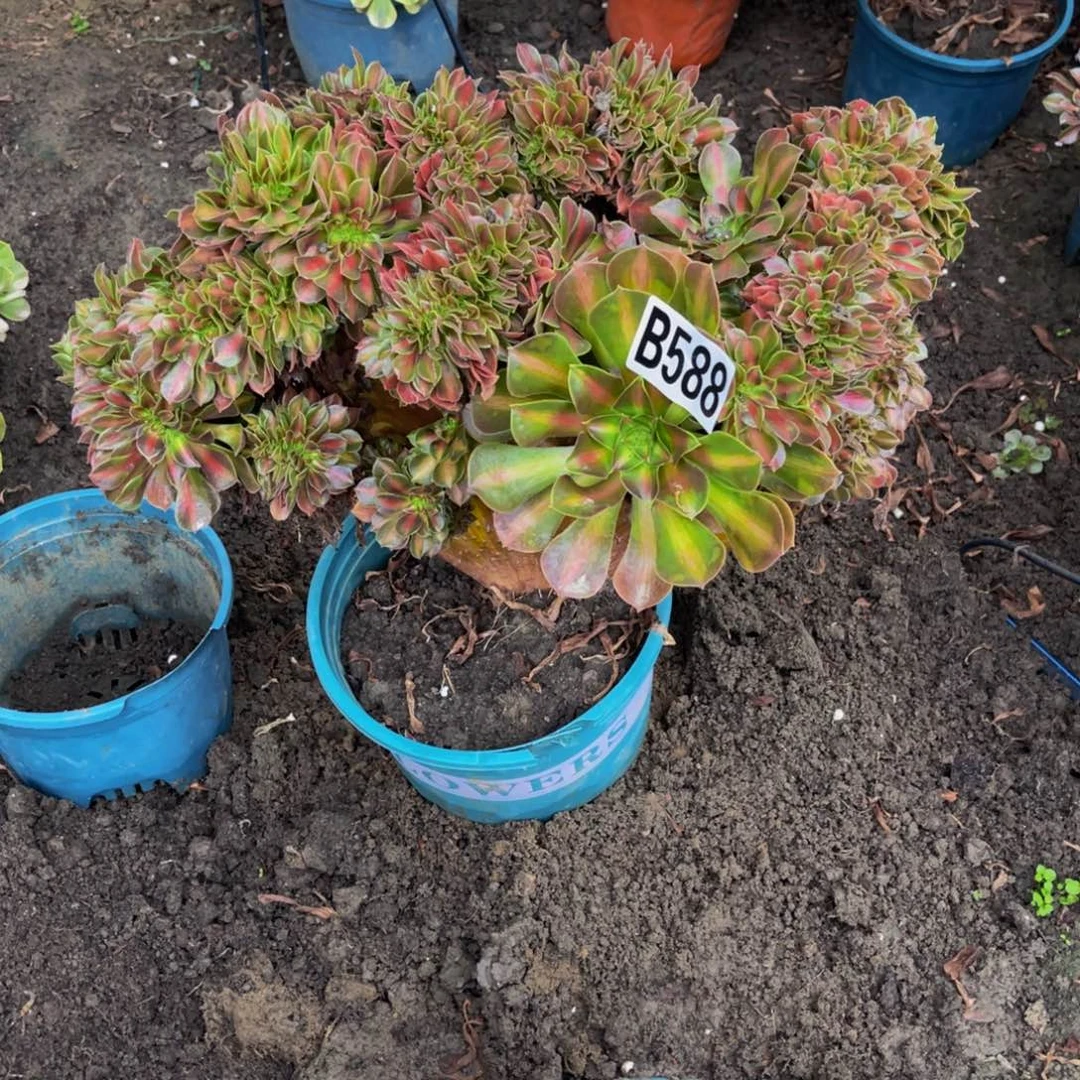 女巫宽中班16///4包邮