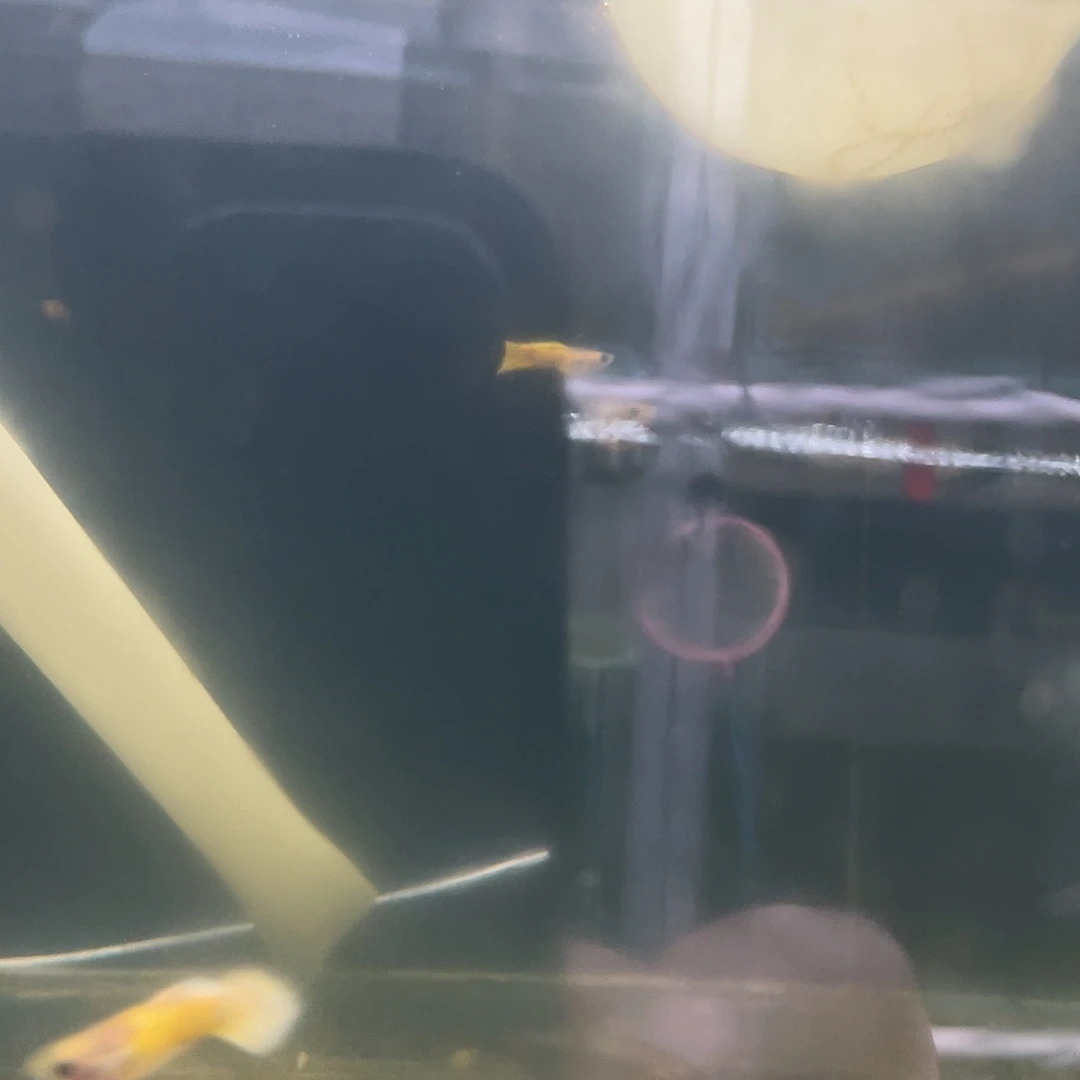 孔雀鱼黄金玻璃猫清缸含白子