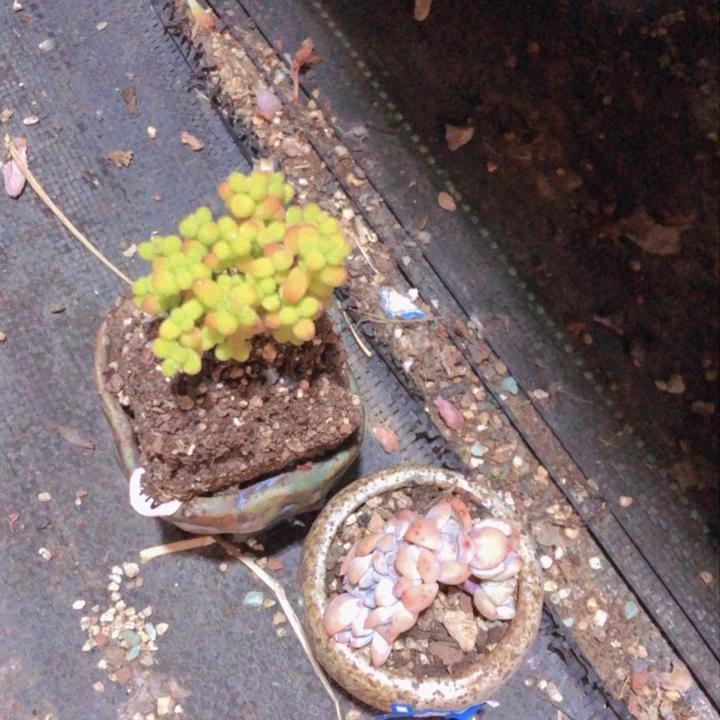 【闪购商品】L****႒2带盆