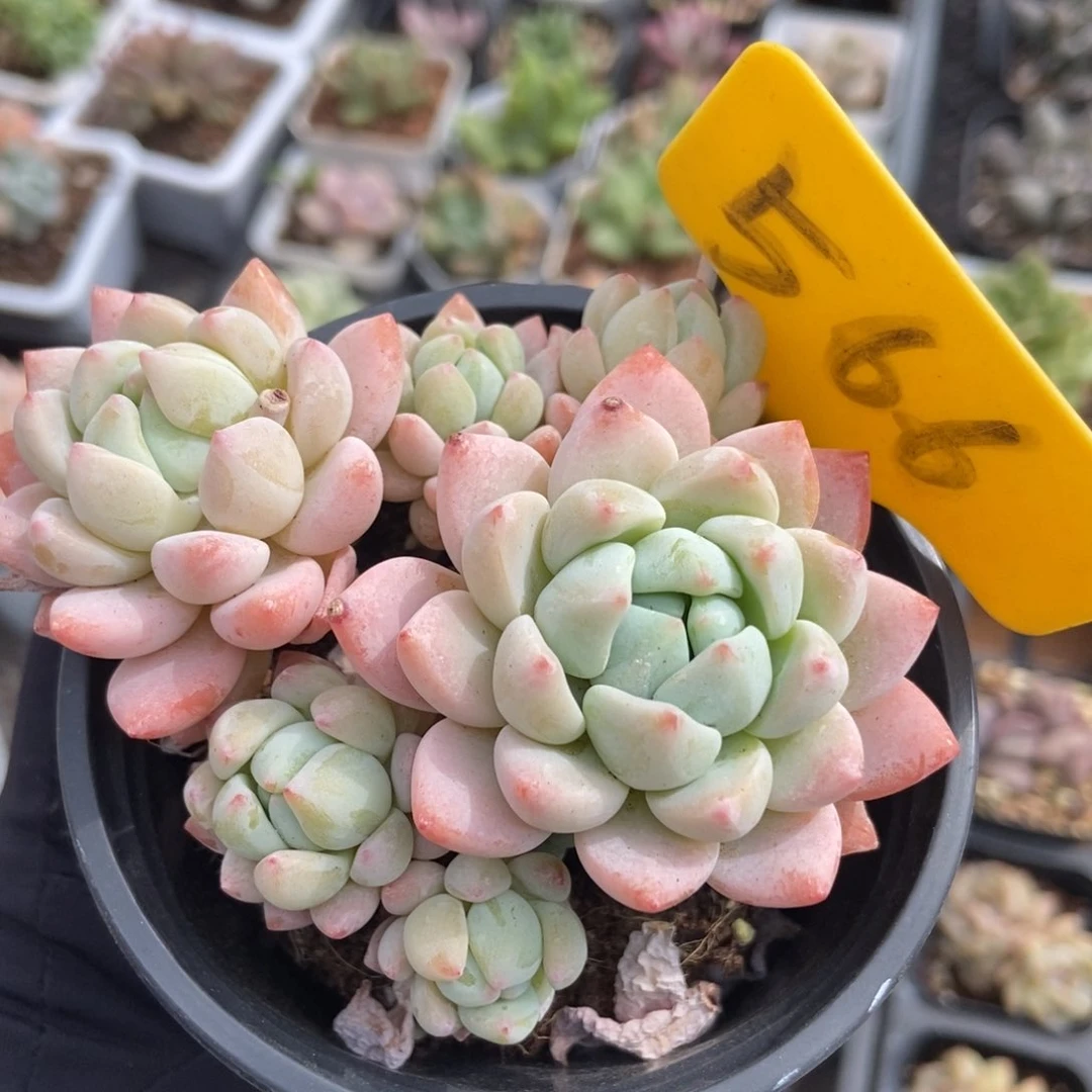 566多肉植物保护研究所