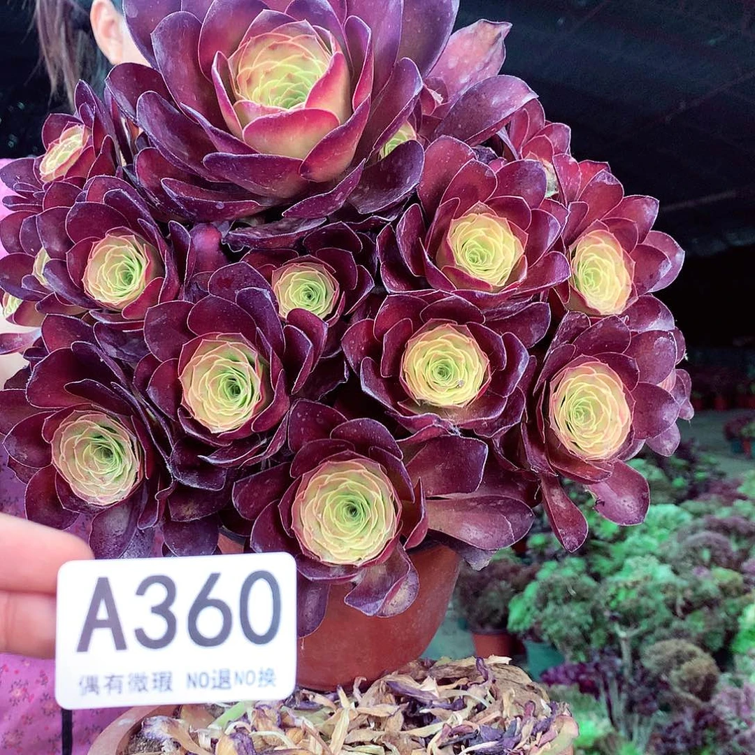 无花朵柒哥多肉法师不包侧断枝360