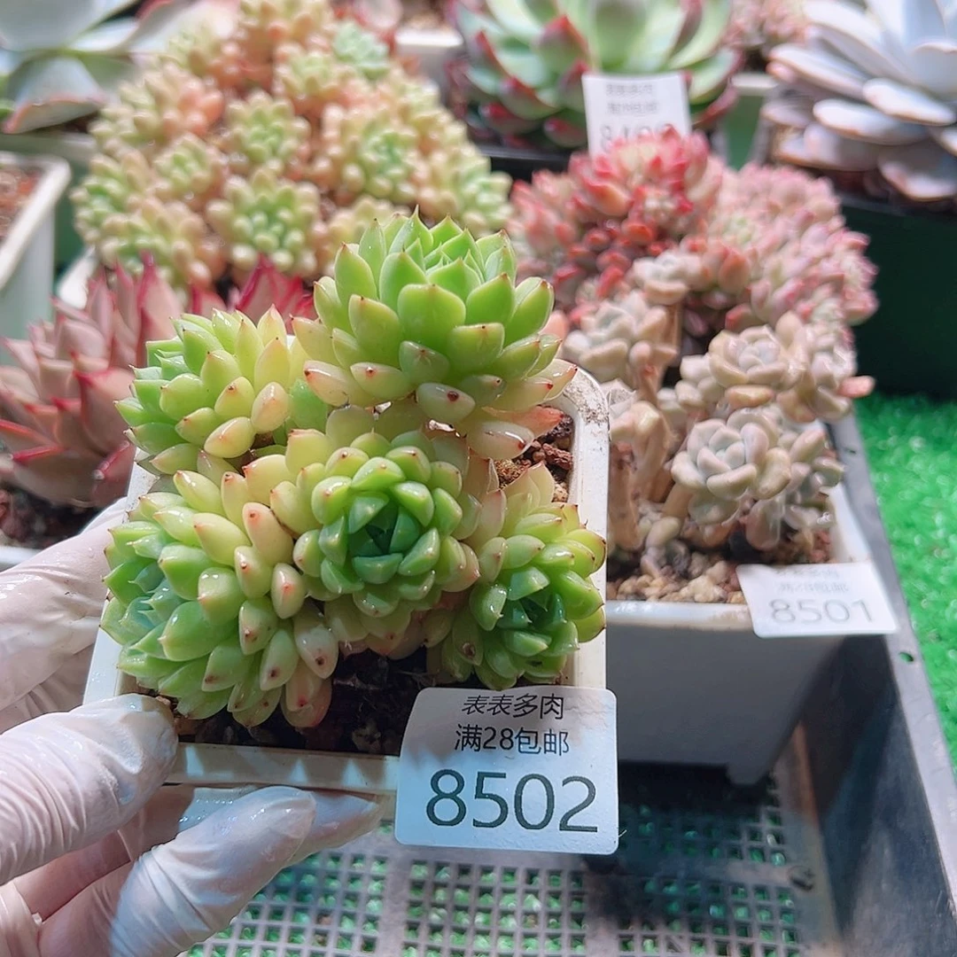 无花朵多肉一物一拍8502