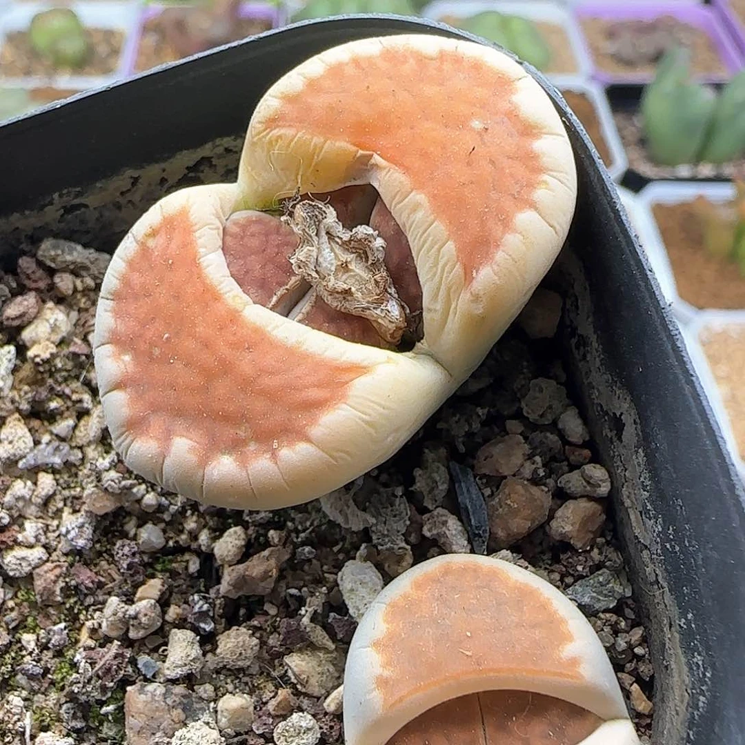 28包邮费偏远29131