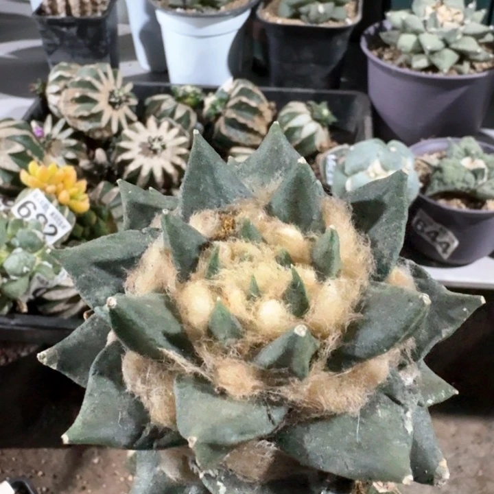 457双头龙牙牡丹仙人球