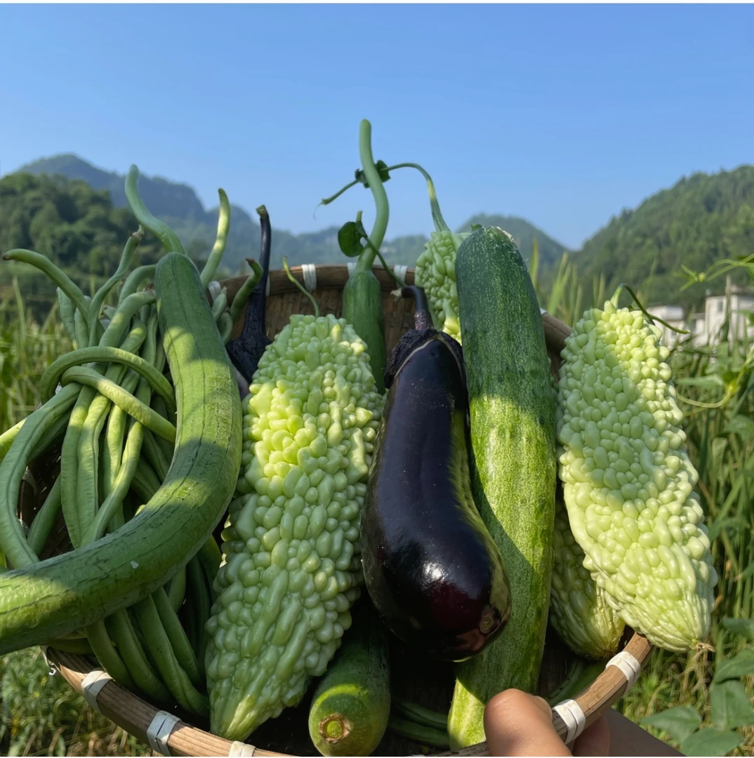 （顺丰包邮）混搭各种蔬菜每天新鲜现摘现发新鲜发货