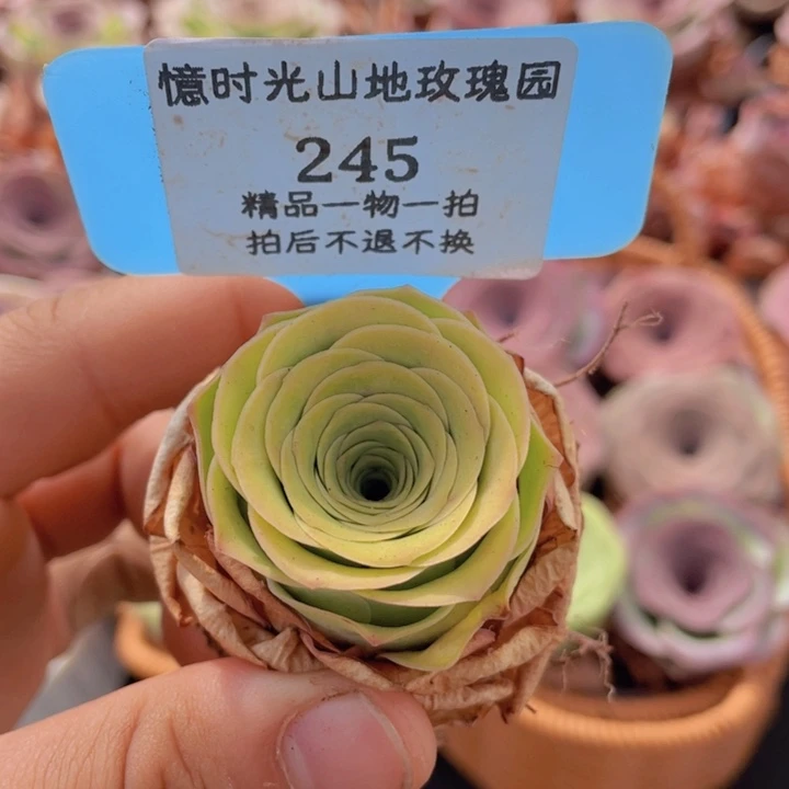 山地玫瑰245裸根发货不售后