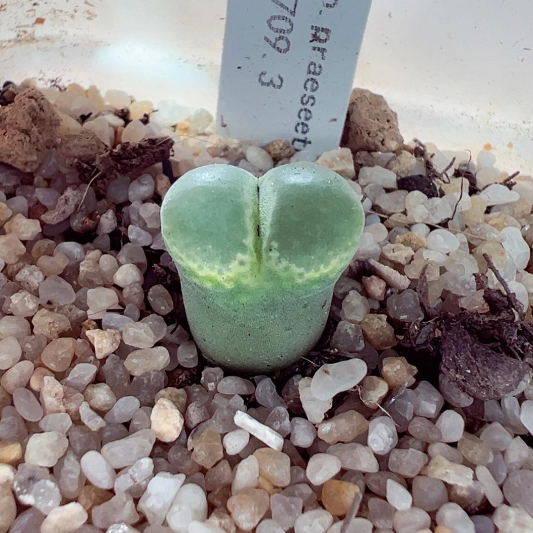 1022-608多肉多日纽扣绿安格