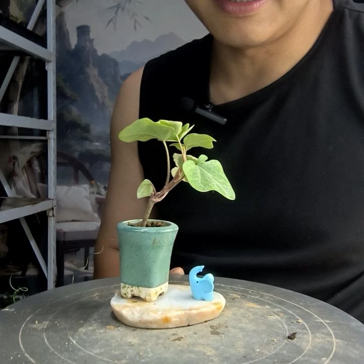 不**?中青园艺一物一拍165