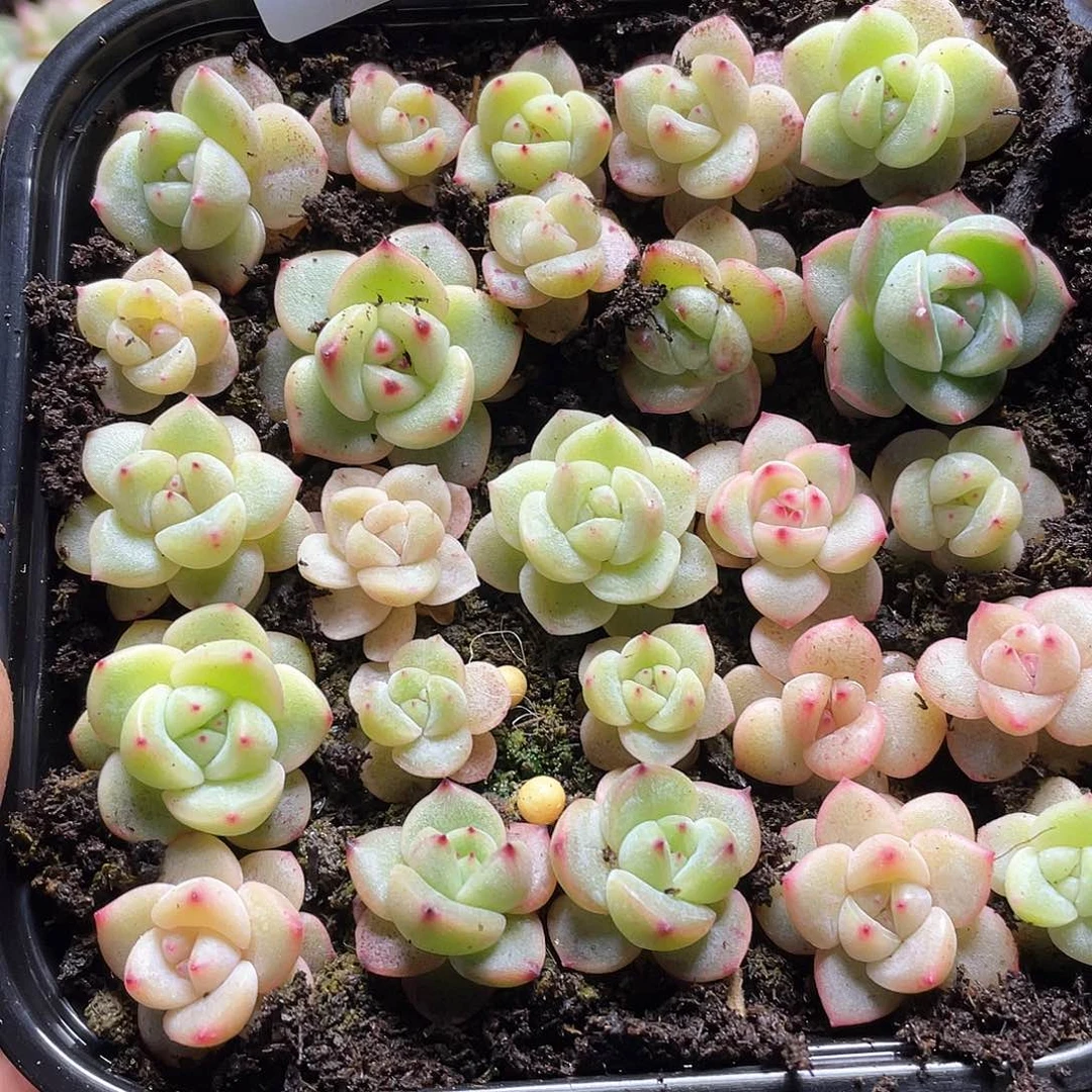 0****?珍妮混一物一拍223