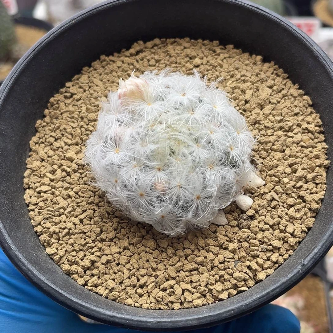 羽毛佛头白星仙人球多肉