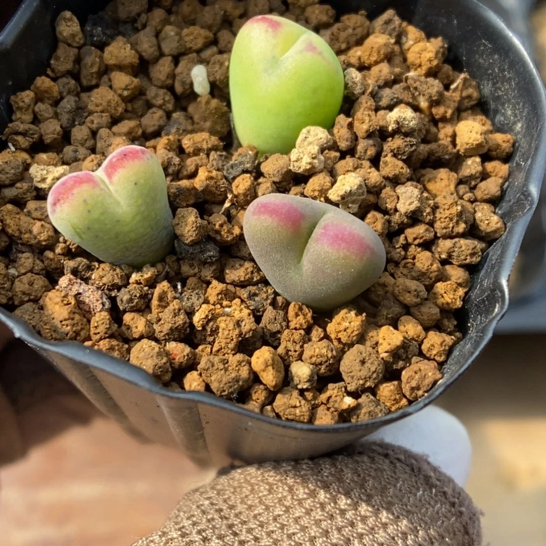 多肉植物肉锥杂交K-474