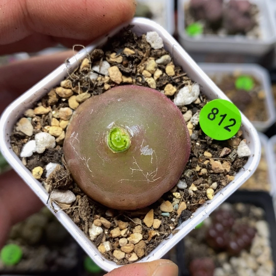 灯泡2.9多肉植物812
