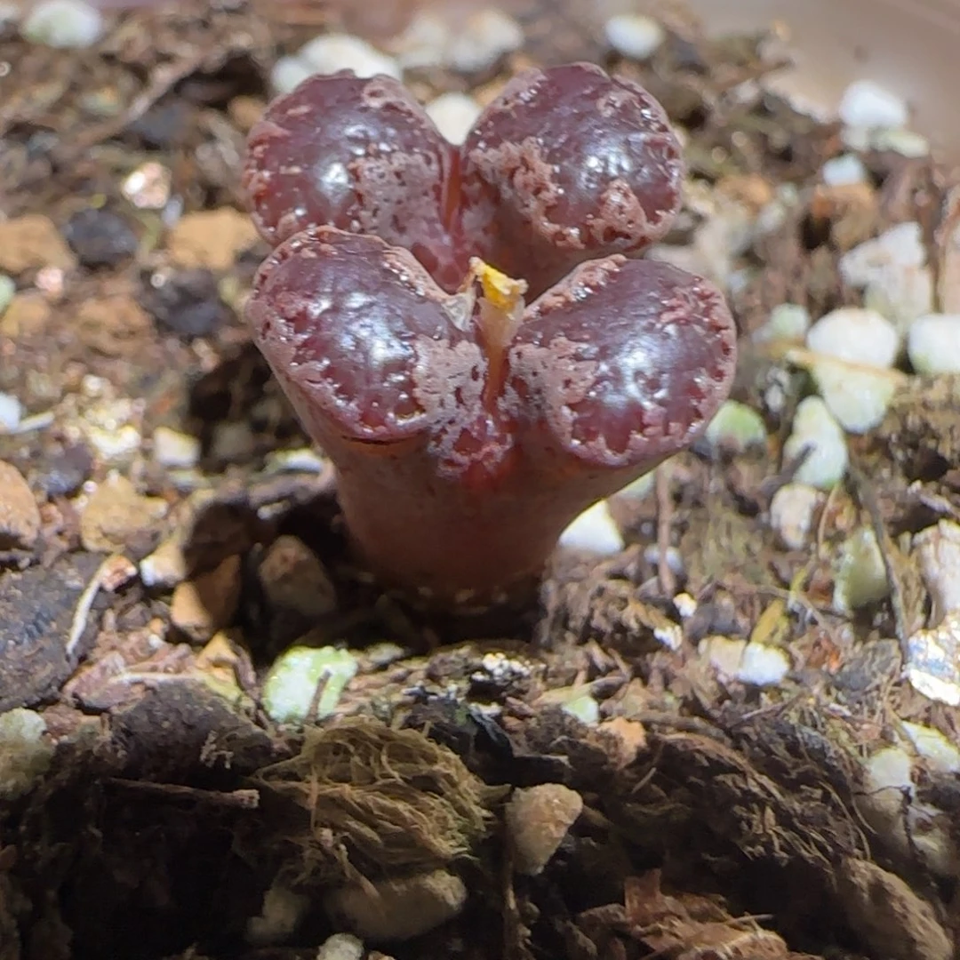 肉锥多肉植物组合-3km勋章有疤755