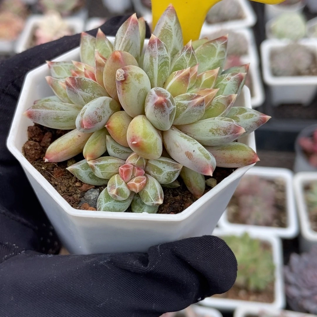 901伊丽莎白多肉植物