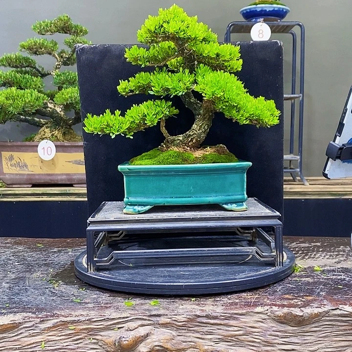 无花朵黄杨盆景四季常青