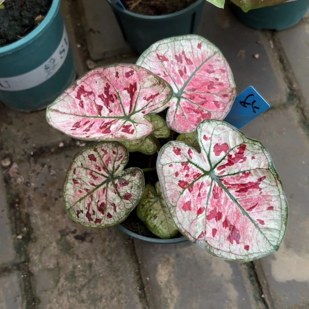 花木兰泰国彩叶芋85-0917