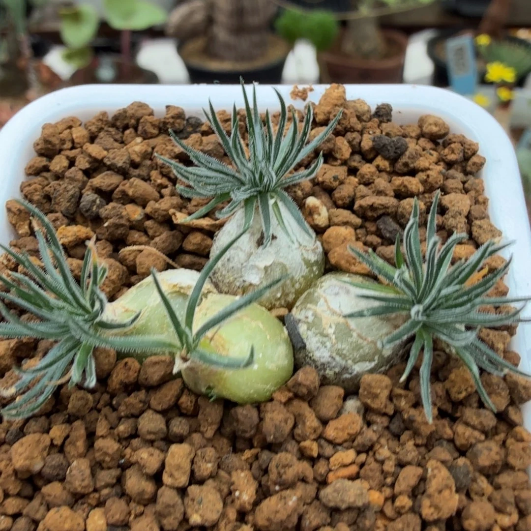 毛毛叶迷伱海葱354 仙人球