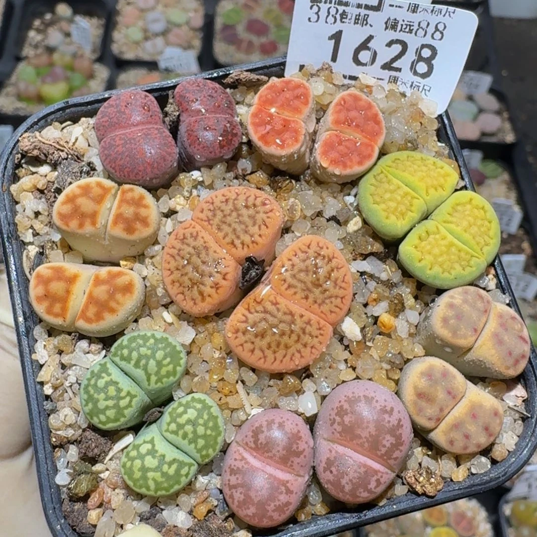 Zzzzz精品生石花1628