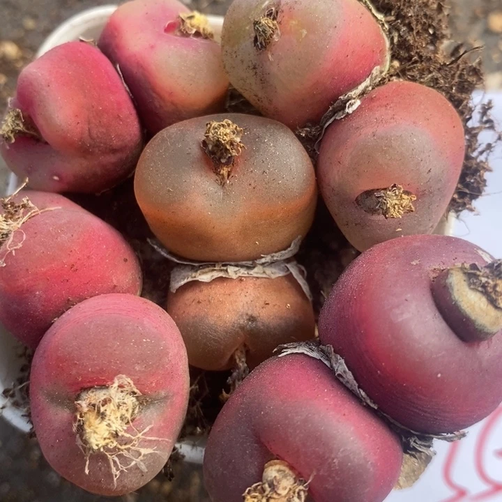 523一组一组一组