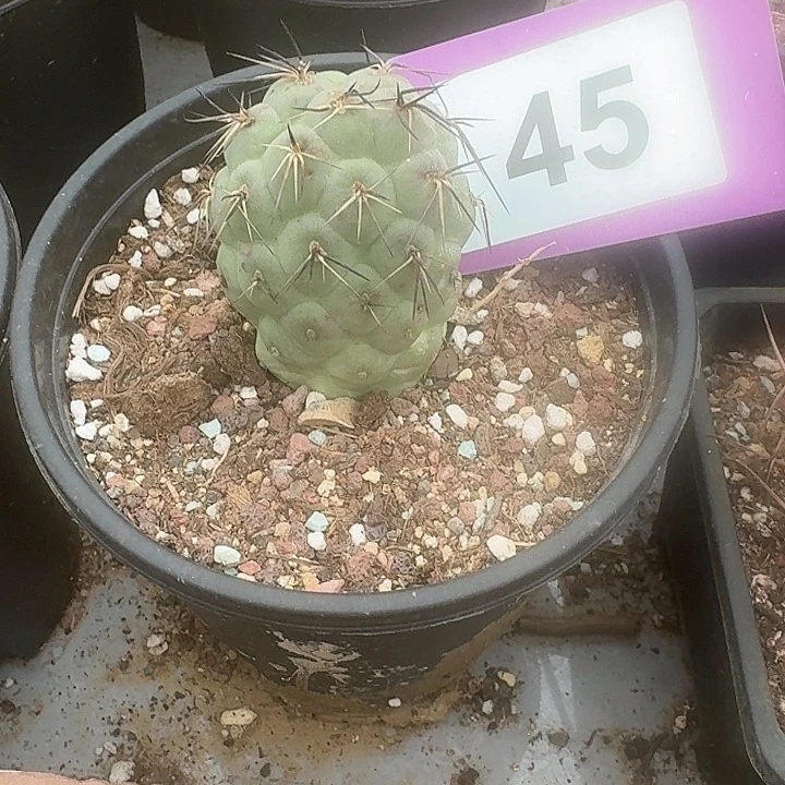 习仙人掌球脱土发货