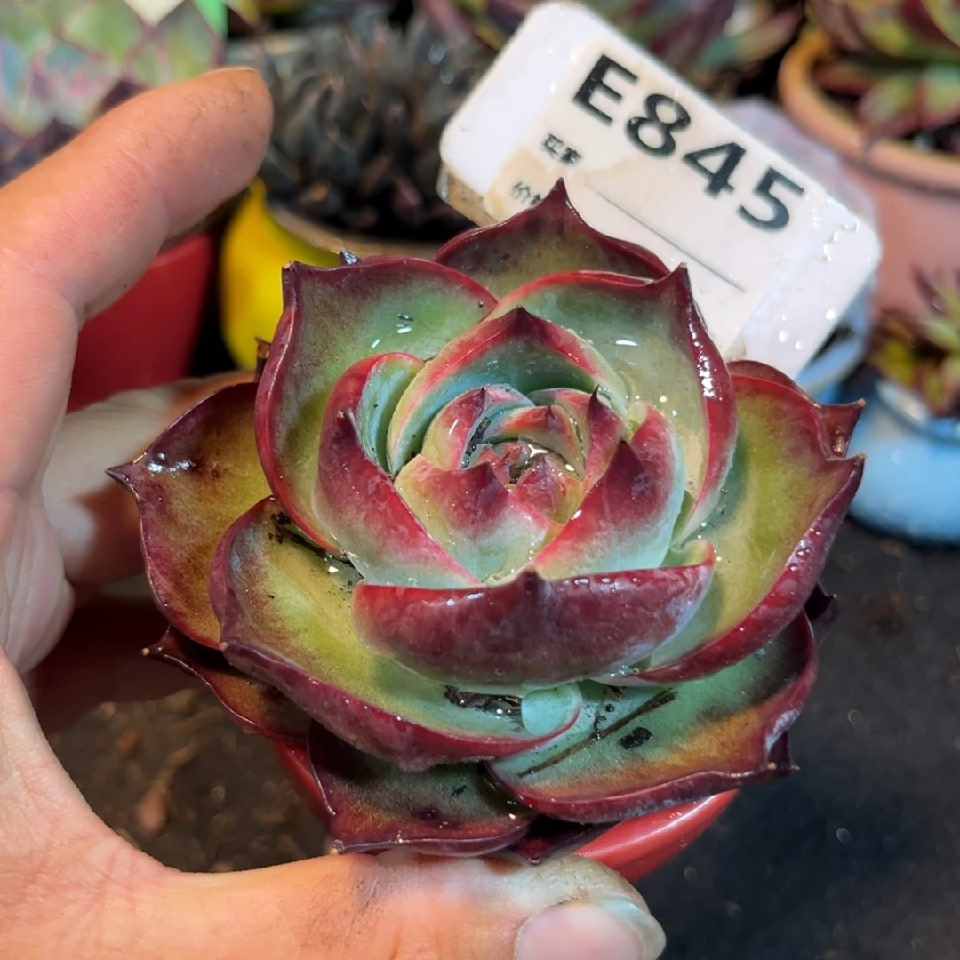 惊鸿一瞥多肉植物845