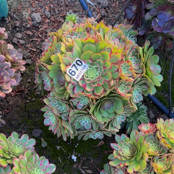 莲花花27-38包邮花花