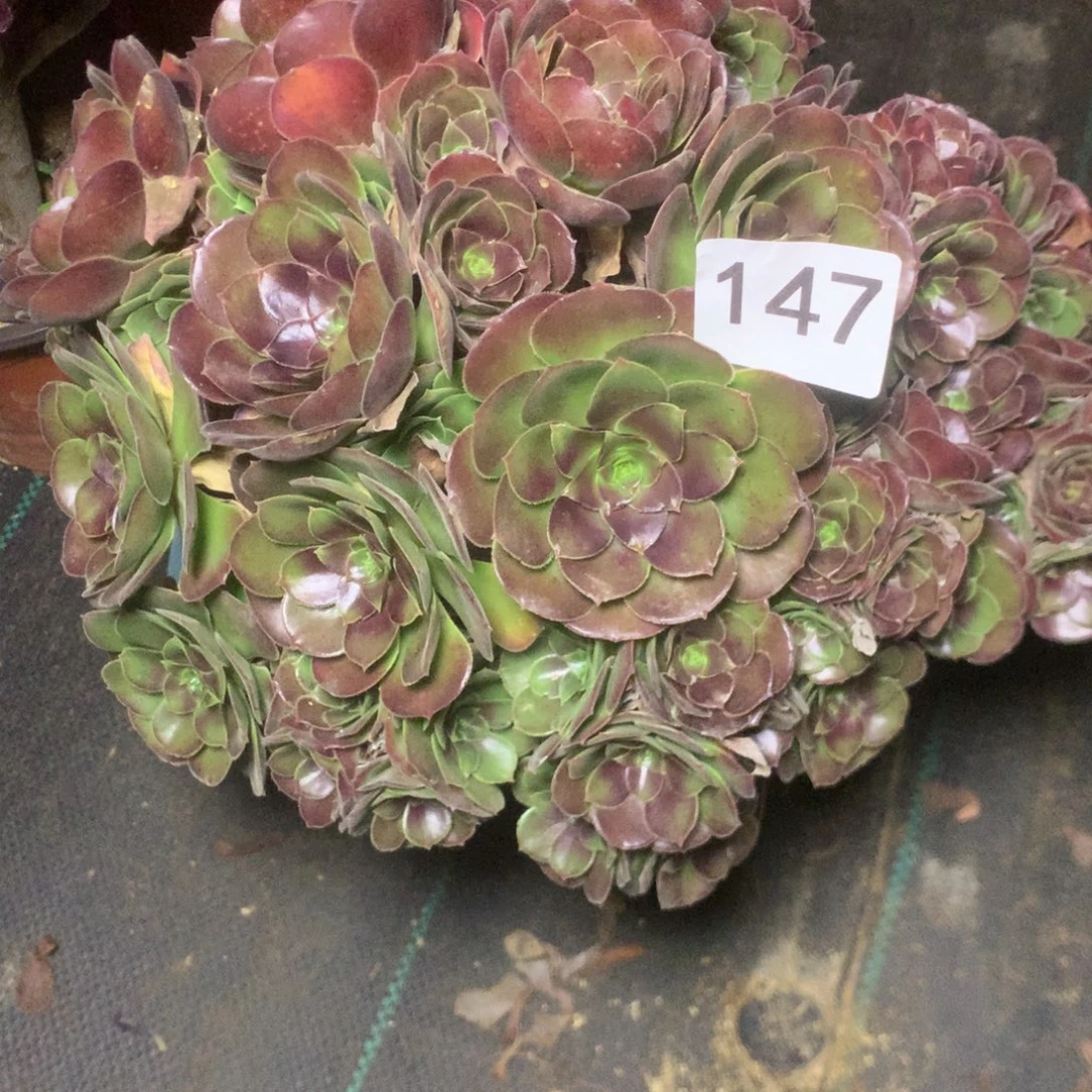 147荷兰玫瑰多肉植物