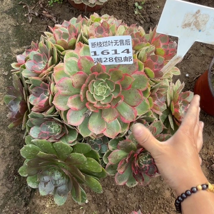 1614二号棚无售后粉花妖A
