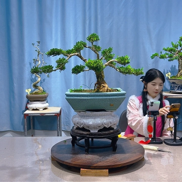 无花朵广东皱皮雀舌黄杨