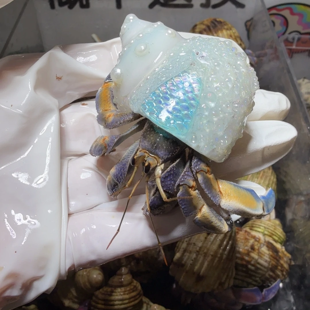 2.3口异色蓝黑橘带壳