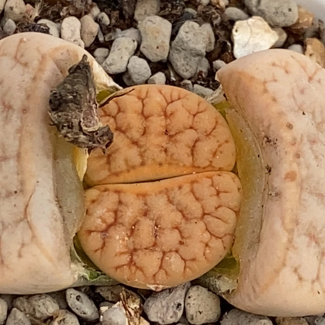 0146 拿铁带盆土发货