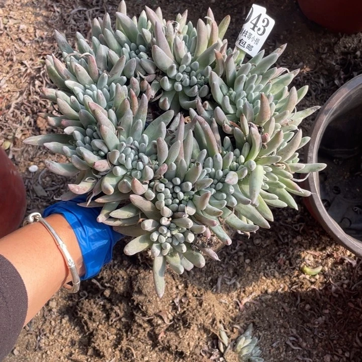 小*43号雪花多肉植物