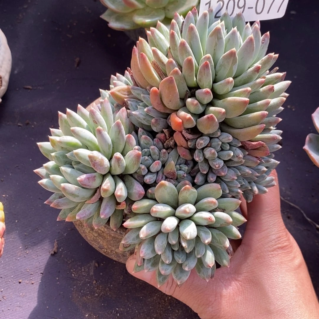 两单包邮1209-77美人