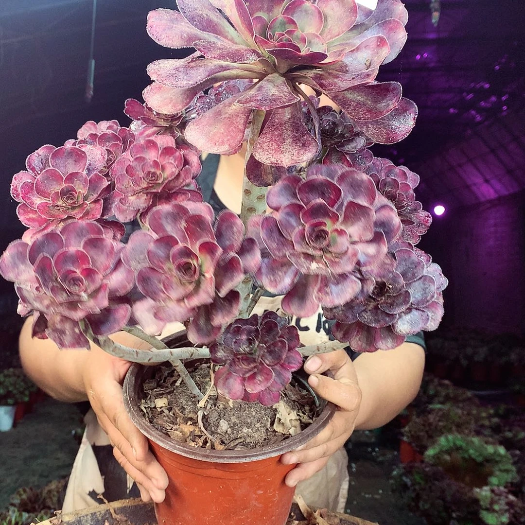 柒柒精品多肉脱土发货不包断侧枝812