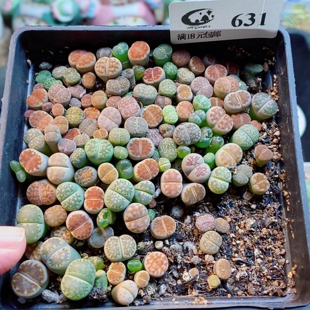 生石花花花花开了631