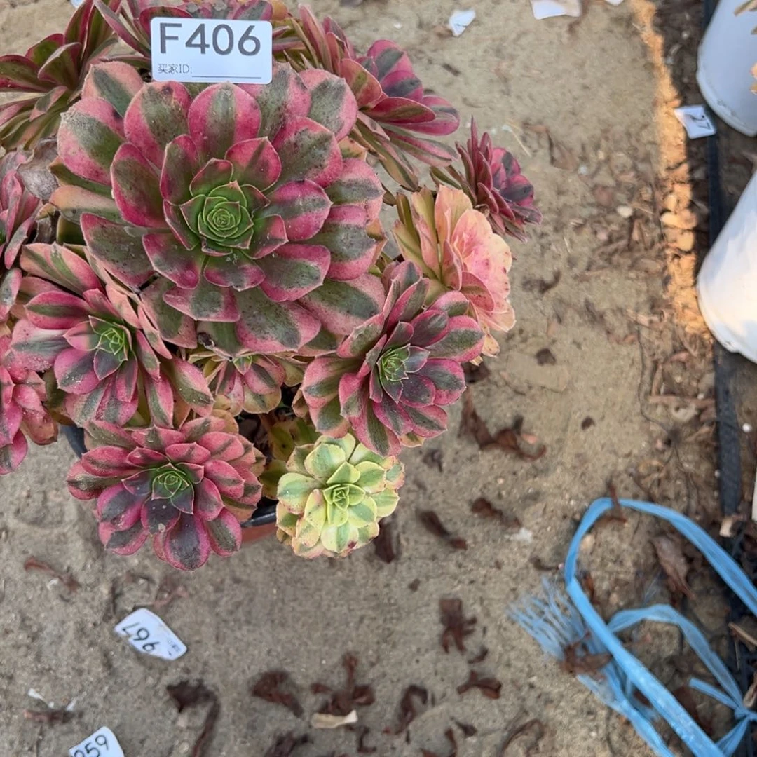 406雨荷多肉植物法师多肉