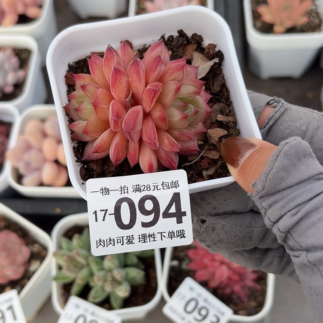 黑武士无盆土发货无