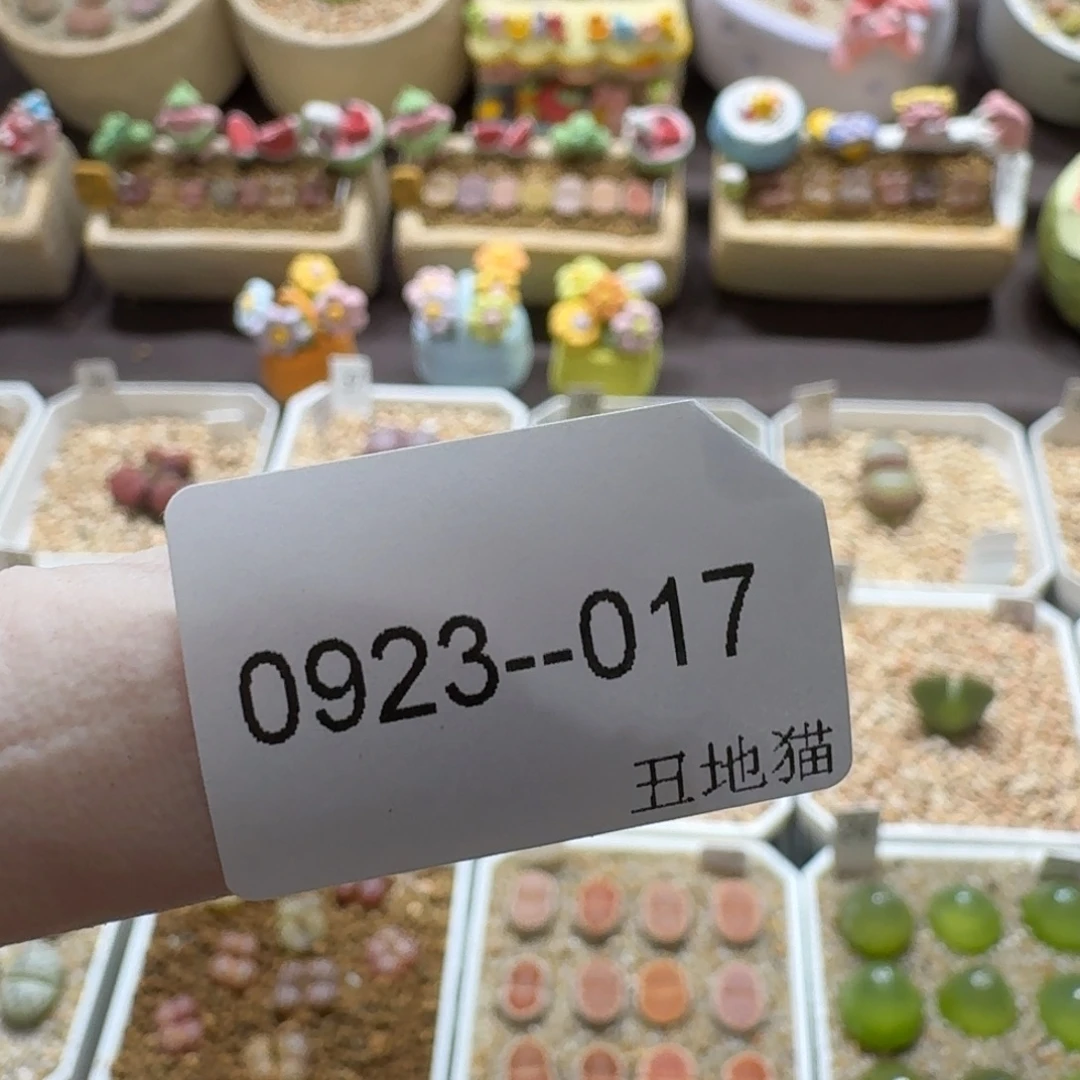 `***多0923-017卷卷卷卷卷