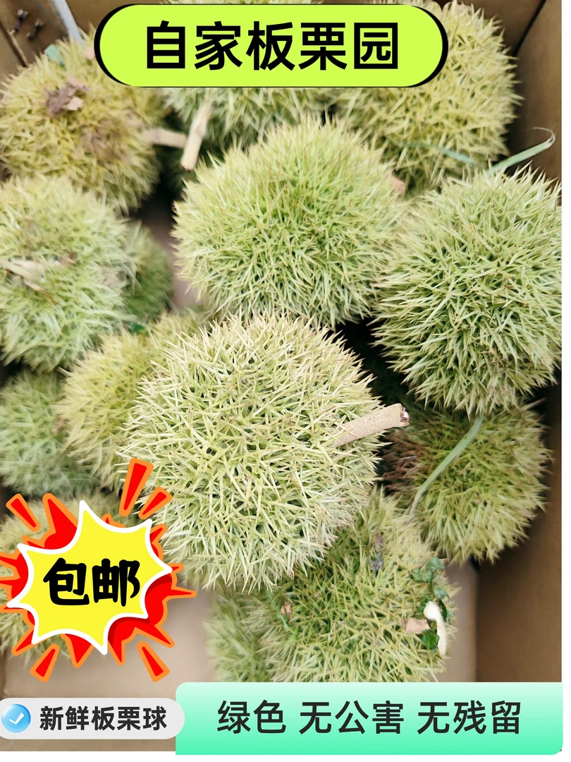 【青板栗毛球】 新鲜板栗 板栗球 带壳板栗 现摘现发 清甜可口
