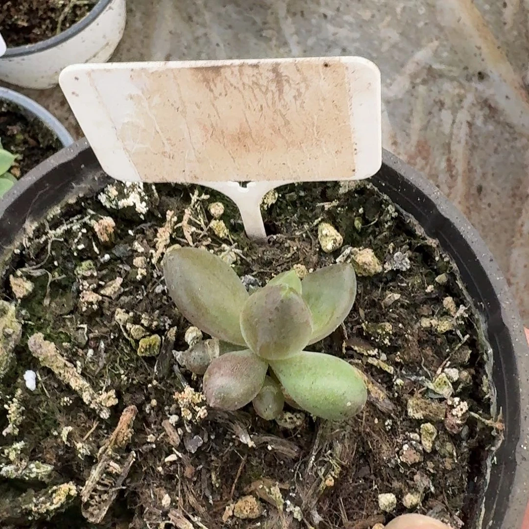 薯条12345678900011