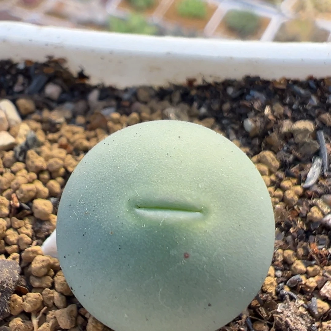 91多肉植物百科植物